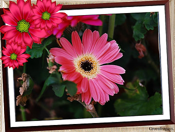 PINK GERBERA, PRETTY, FLOWR, FRAMED, PINK HD wallpaper