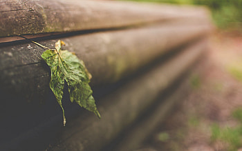 Macro, Surface, Sheet, Leaf, Dry HD wallpaper