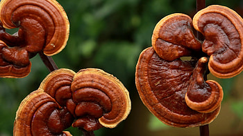 Reishi mushrooms, Culinary use, Lingzhi mushrooms, Gourmet ingredient HD wallpaper