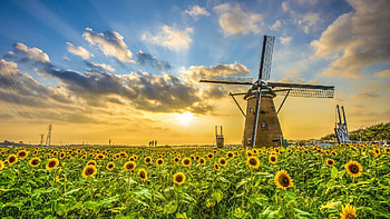 Windmill Farms Sunflower Field HD wallpaper
