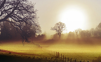 Morning, nature, forest, tree HD wallpaper