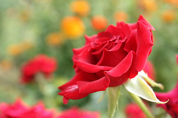 Flowers, Flower, Rose Flower, Rose, Petals, Bud, Close-Up HD wallpaper