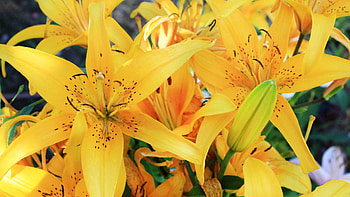 Lilies, Macro, Bud, Striped HD wallpaper