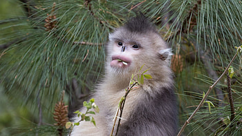 Yunnan snub-nosed monkey, Monkey mania, CGTN HD wallpaper