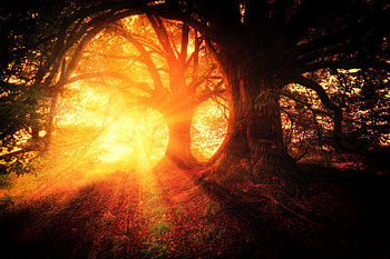 Nature, Trees, Autumn, Shine, Light, Forest, Sunlight HD wallpaper