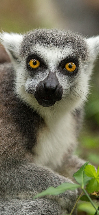 Ring Tailed Lemur, Animals, Lemur , Top backgrounds HD phone wallpaper