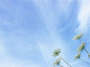 fluffy flowers and sky, lovely, awesome HD wallpaper