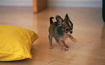 Animals, Dogs HD wallpaper