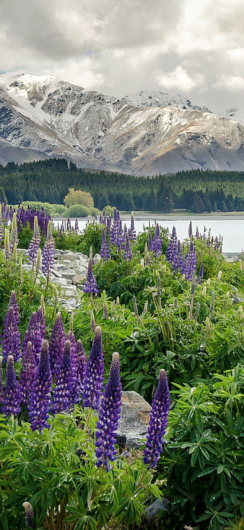 New Zealand Mountains, Flowers lake , , Natural beauty HD phone wallpaper