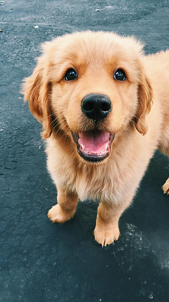 Dogs, Golden Retriever, Dog HD phone wallpaper