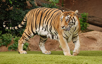 Animals, Grass, Predator, Sight, Opinion, Stroll, Tiger HD wallpaper
