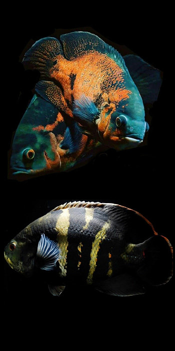 Oscar fish , Colorful and exotic, Tropical wonders, Beautiful freshwater species HD phone wallpaper