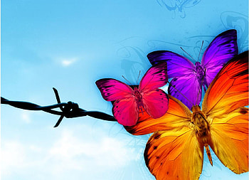 softness, sky, fly, nature, colour HD wallpaper