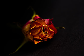 Rose, orange, portrait, close up HD wallpaper