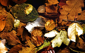 Nature, Autumn, Leaves, Dry, Lot, Fallen HD wallpaper
