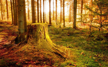 Nature, Trees, Shine, Light, Forest, Vegetation, Stump HD wallpaper