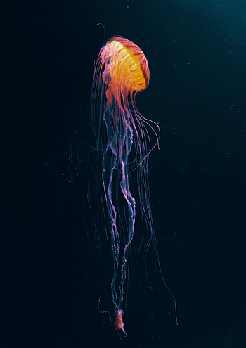 Animals, Jellyfish, Dark, Animal, Underwater World, Tentacles HD phone wallpaper