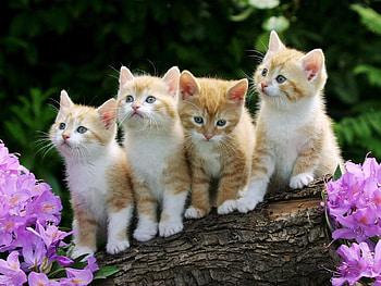 Animals, Flowers, Sit, Lot, Kittens HD wallpaper