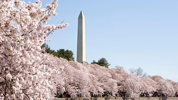 Cherry blossoms, Scenic views, Vibrant colors, Nature's delight HD wallpaper