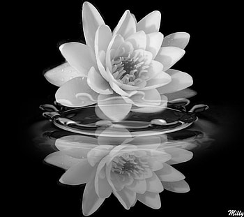 Gentle Reflection, reflection, water, beauty, flower HD wallpaper