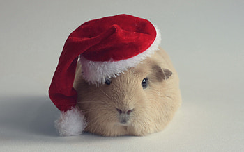 Animals, New Year, Cap, Guinea Pig HD wallpaper