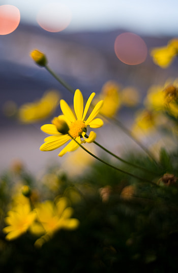 Flowers, Flower, Macro, Petals HD phone wallpaper