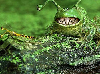Zigzag toothed frog, log, dragonfly, tentacled eyes, zigzag teeth, grass, frog HD wallpaper
