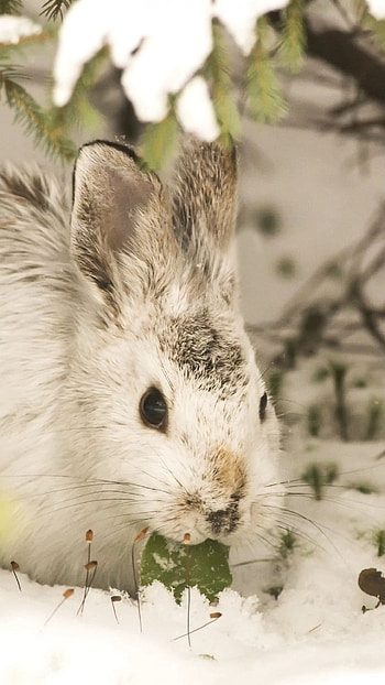Rabbit and hare in snow, Winter wildlife, Bunny , Device backgrounds HD phone wallpaper