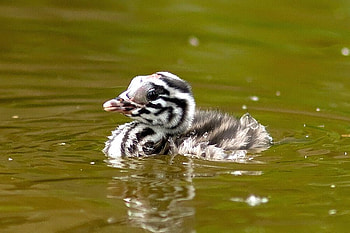 Cute Chick, cute, chick, beautiful HD wallpaper
