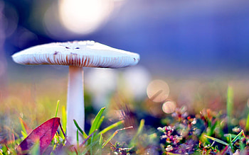 Nature, Autumn, Macro, Mushroom, After The Rain HD wallpaper