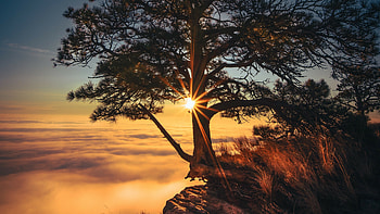 Tree cliff, Mysterious fog, , Mystic allure HD wallpaper