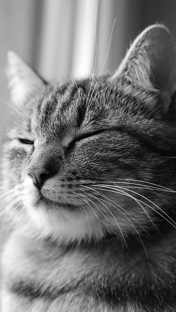 Charming cats, Mobile , Captivating backgrounds HD phone wallpaper