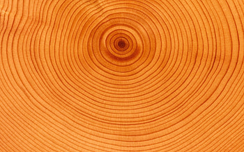 Background, Circles, Wood, Tree, Texture, Textures, Slice, Section, Trunk HD wallpaper