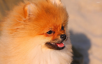 Pomeranian, Cute animal , Beautiful fur, Adorable little dog HD wallpaper