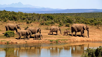 A stunning of African elephants by a watering hole in the wilderness. HD wallpaper