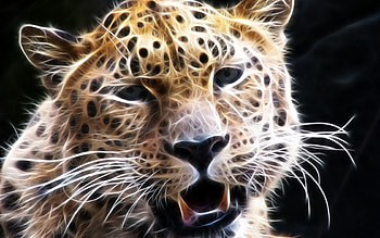 Animals, Leopards HD wallpaper
