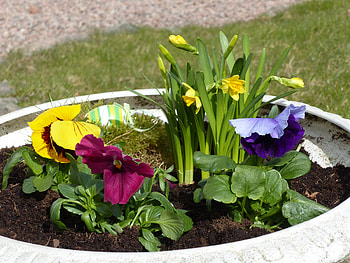 Spring Flowers, pansy, egg, daffodils, flowers, grass, pot HD wallpaper