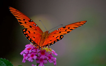 Flower, Macro, Butterfly HD wallpaper