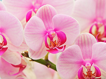 Plants, Flowers HD wallpaper