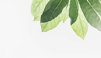 Vibrant fresh green leaves on a branch against a bright background. HD wallpaper
