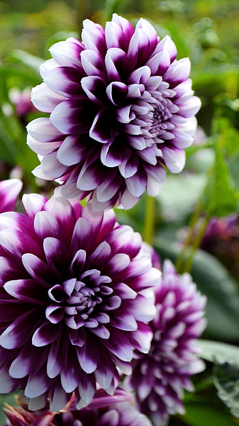 Dahlia, White Purple Flower HD phone wallpaper