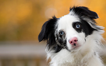 animal, dog, pink, white, black, australian shepherd, cute HD wallpaper