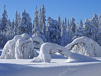Winter Wonderland, winter, snow, landscape, wonderland, nature HD wallpaper