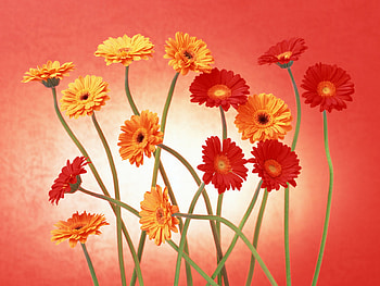 flowers, great, cg, orange flower, red, colourfull HD wallpaper