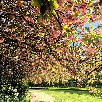 Green Trees With Pink Flowers Near River, trees, flowers, river HD phone wallpaper