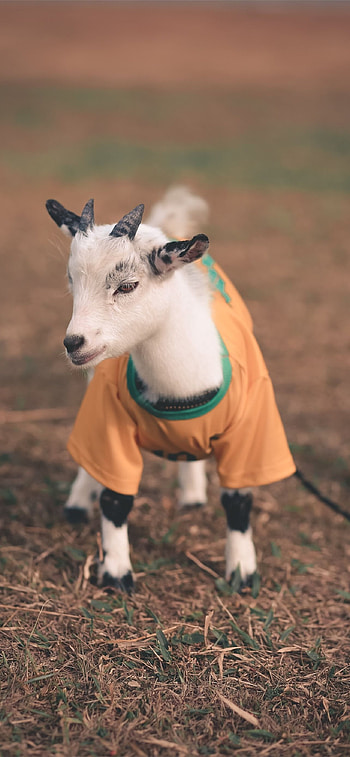 Goat , Exceptional visuals, Stunning impression, Mobile charm HD phone wallpaper