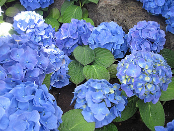 Hydrangea date with my Camera 11, Hydrangeas, graphy, green, Flowers, garden, leaf, Blue HD wallpaper