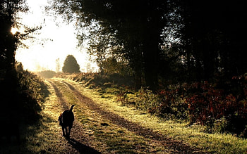 Walking Alone, dog, nature, Walking, alone HD wallpaper