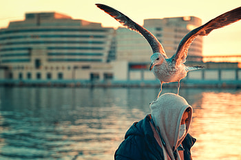 city, sunlight HD wallpaper