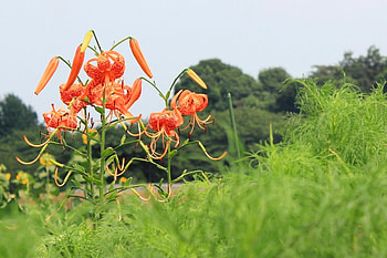 Flowers, Lilies, Spotted, Greens, Stamens HD wallpaper